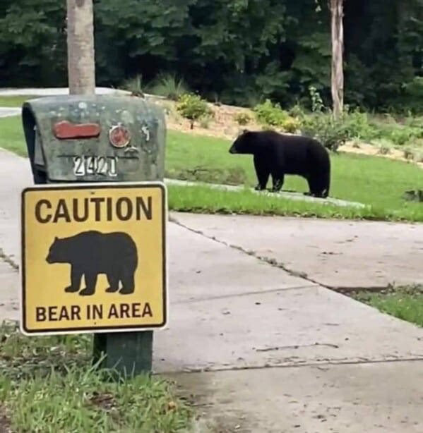 bear in area