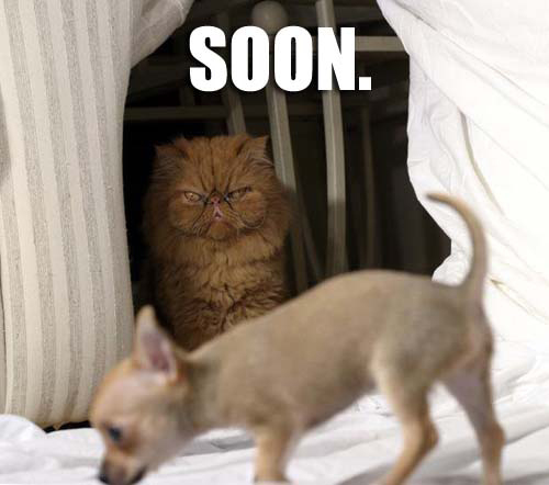 soon-cat