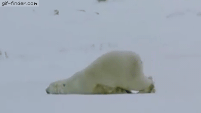 lazy bear