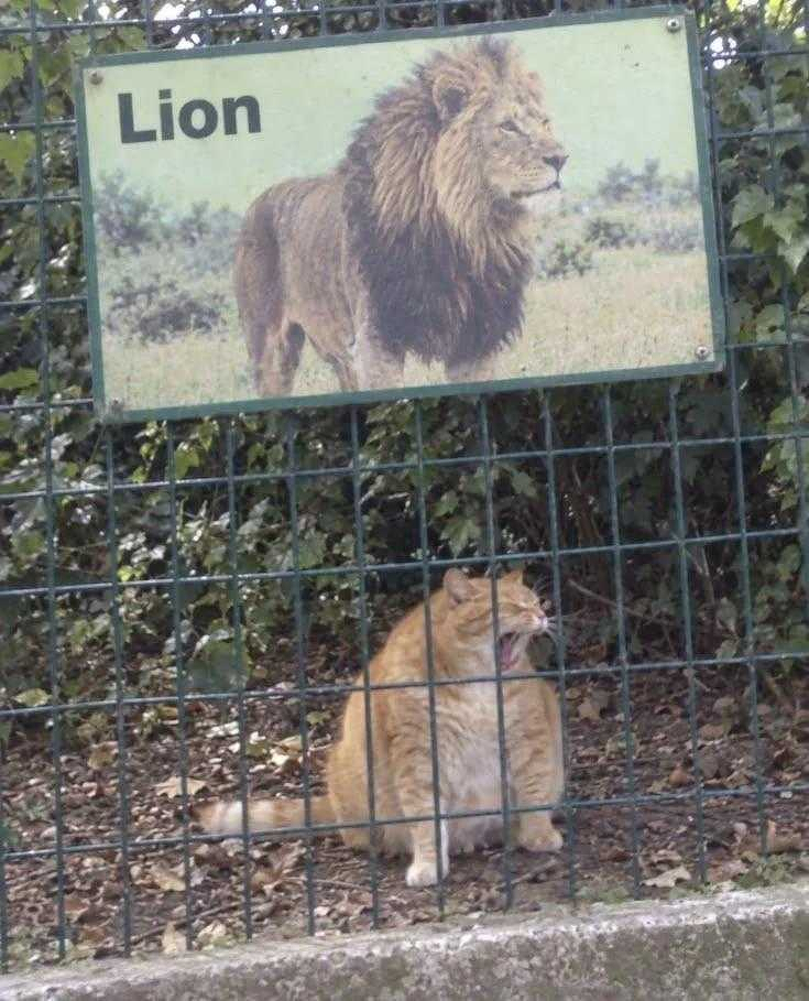 lion